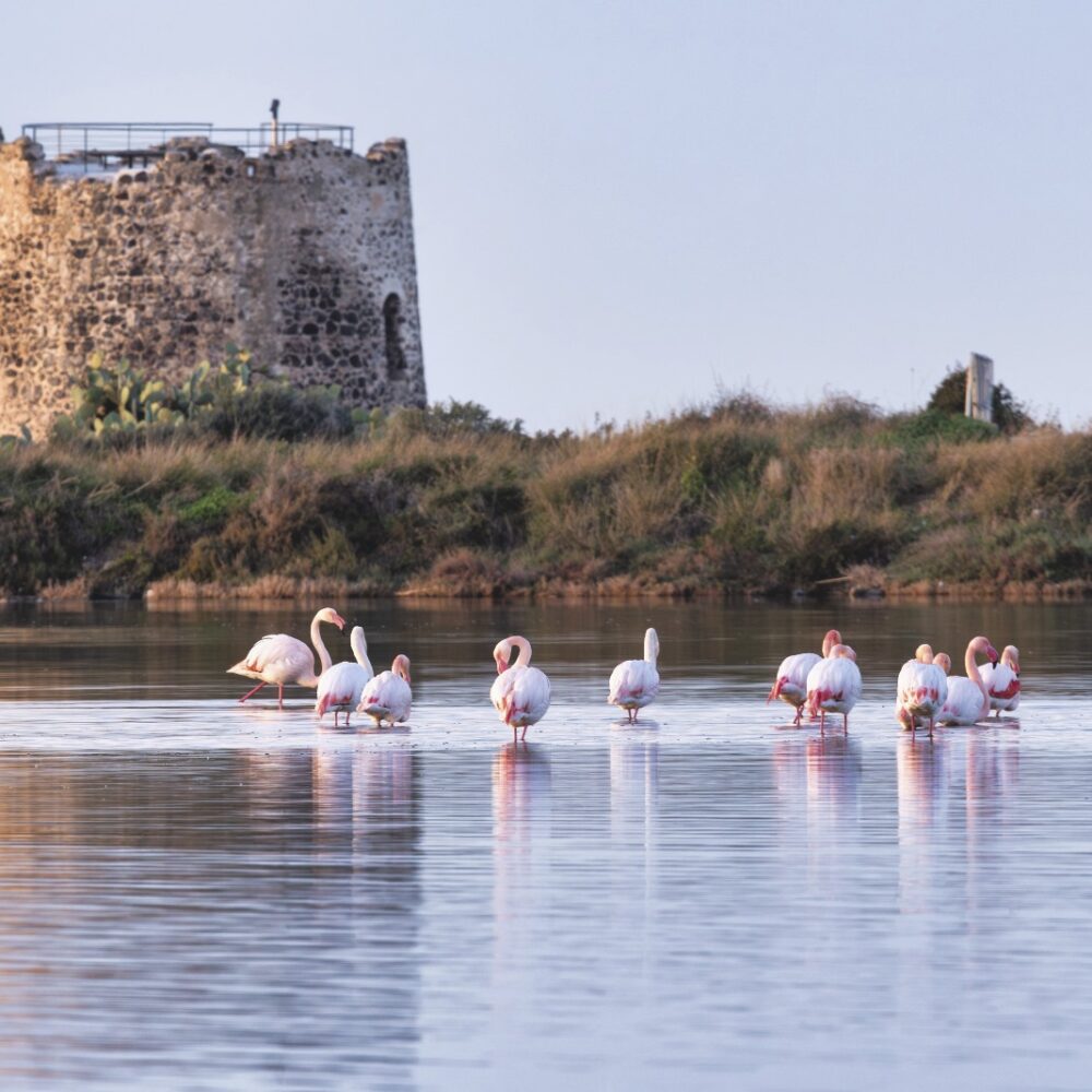 cdm terralba cdm terralba